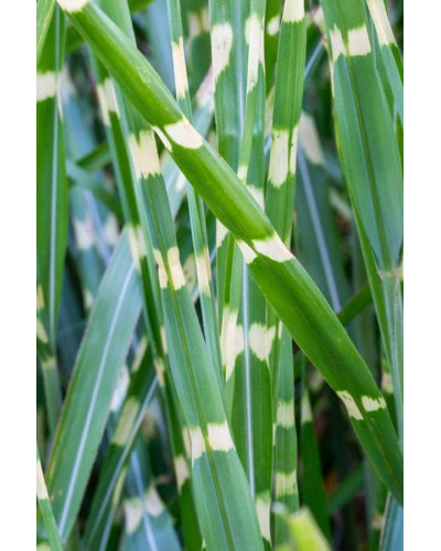 Міскантус китайський `Літл Зебра` | Miscanthus sinensis `Little Zebra` | Мискантус китайский `Литл Зебра`