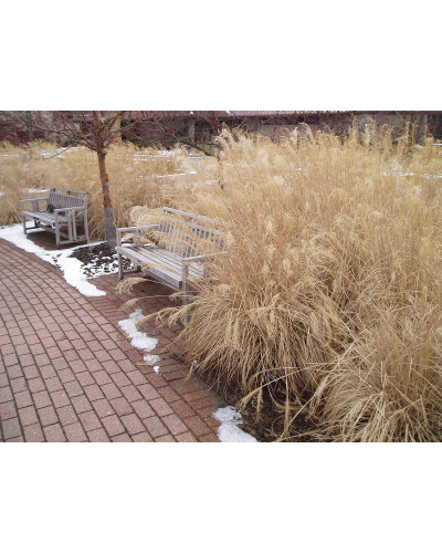 Міскантус китайський `Літл Зебра` | Miscanthus sinensis `Little Zebra` | Мискантус китайский `Литл Зебра`