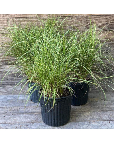 Міскантус китайський `Літл Зебра` | Miscanthus sinensis `Little Zebra` | Мискантус китайский `Литл Зебра`