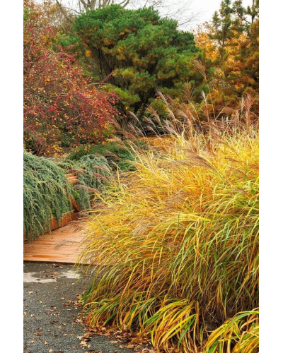 Міскантус китайський `Літл Зебра` | Miscanthus sinensis `Little Zebra` | Мискантус китайский `Литл Зебра`