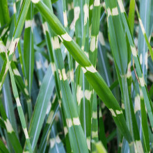 Міскантус китайський `Літл Зебра` | Miscanthus sinensis `Little Zebra` | Мискантус китайский `Литл Зебра`