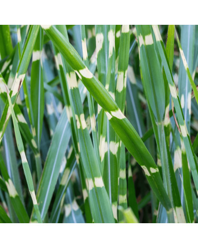 Міскантус китайський `Літл Зебра` | Miscanthus sinensis `Little Zebra` | Мискантус китайский `Литл Зебра`