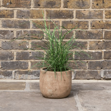 Міскантус китайський `Літл Зебра` | Miscanthus sinensis `Little Zebra` | Мискантус китайский `Литл Зебра`