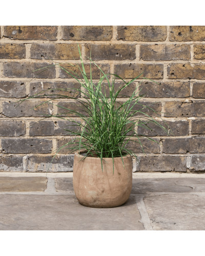 Міскантус китайський `Літл Зебра` | Miscanthus sinensis `Little Zebra` | Мискантус китайский `Литл Зебра`