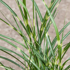 Міскантус китайський `Літл Зебра` | Miscanthus sinensis `Little Zebra` | Мискантус китайский `Литл Зебра`