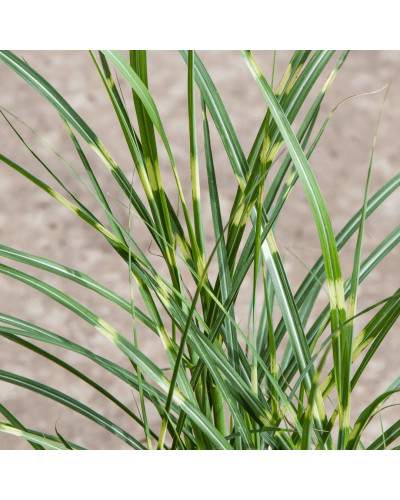 Міскантус китайський `Літл Зебра` | Miscanthus sinensis `Little Zebra` | Мискантус китайский `Литл Зебра`