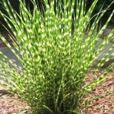 Міскантус китайський `Літл Зебра` | Miscanthus sinensis `Little Zebra` | Мискантус китайский `Литл Зебра`