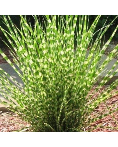 Міскантус китайський `Літл Зебра` | Miscanthus sinensis `Little Zebra` | Мискантус китайский `Литл Зебра`