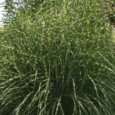 Міскантус китайський `Літл Зебра` | Miscanthus sinensis `Little Zebra` | Мискантус китайский `Литл Зебра`