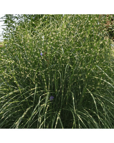 Міскантус китайський `Літл Зебра` | Miscanthus sinensis `Little Zebra` | Мискантус китайский `Литл Зебра`