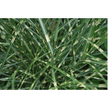 Міскантус китайський `Літл Зебра` | Miscanthus sinensis `Little Zebra` | Мискантус китайский `Литл Зебра`