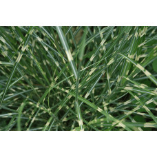 Міскантус китайський `Літл Зебра` | Miscanthus sinensis `Little Zebra` | Мискантус китайский `Литл Зебра`