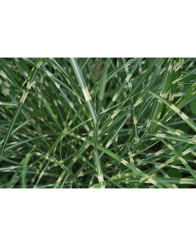 Міскантус китайський `Літл Зебра` | Miscanthus sinensis `Little Zebra` | Мискантус китайский `Литл Зебра`