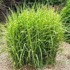 Міскантус китайський `Літл Зебра` | Miscanthus sinensis `Little Zebra` | Мискантус китайский `Литл Зебра`