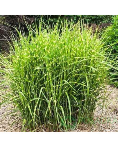 Міскантус китайський `Літл Зебра` | Miscanthus sinensis `Little Zebra` | Мискантус китайский `Литл Зебра`