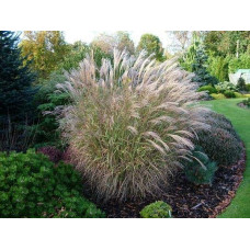 Міскантус китайський `Літл Зебра` | Miscanthus sinensis `Little Zebra` | Мискантус китайский `Литл Зебра`