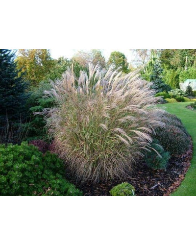 Міскантус китайський `Літл Зебра` | Miscanthus sinensis `Little Zebra` | Мискантус китайский `Литл Зебра`