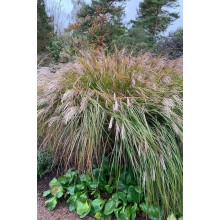 Міскантус китайський `Королева Інгрід` | Miscanthus sinensis `Dronning Ingrid` | Мискантус китайский `Королева Ингрид`