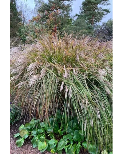 Міскантус китайський `Королева Інгрід` | Miscanthus sinensis `Dronning Ingrid` | Мискантус китайский `Королева Ингрид`