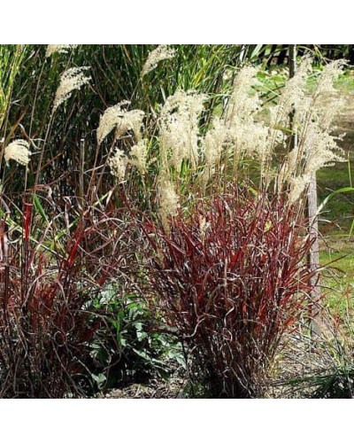 Міскантус китайський `Королева Інгрід` | Miscanthus sinensis `Dronning Ingrid` | Мискантус китайский `Королева Ингрид`