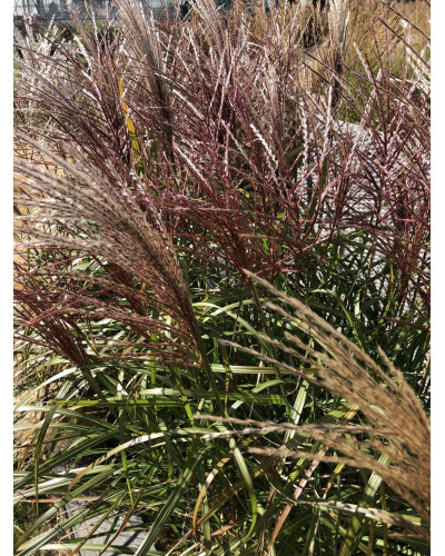Міскантус китайський `Королева Інгрід` | Miscanthus sinensis `Dronning Ingrid` | Мискантус китайский `Королева Ингрид`