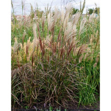 Міскантус китайський `Королева Інгрід` | Miscanthus sinensis `Dronning Ingrid` | Мискантус китайский `Королева Ингрид`