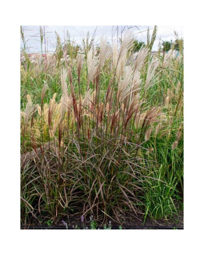 Міскантус китайський `Королева Інгрід` | Miscanthus sinensis `Dronning Ingrid` | Мискантус китайский `Королева Ингрид`
