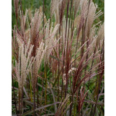 Міскантус китайський `Королева Інгрід` | Miscanthus sinensis `Dronning Ingrid` | Мискантус китайский `Королева Ингрид`