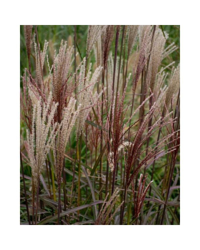 Міскантус китайський `Королева Інгрід` | Miscanthus sinensis `Dronning Ingrid` | Мискантус китайский `Королева Ингрид`