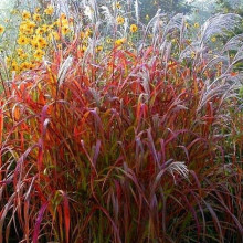 Міскантус китайський `Королева Інгрід` | Miscanthus sinensis `Dronning Ingrid` | Мискантус китайский `Королева Ингрид`