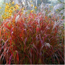Міскантус китайський `Королева Інгрід` | Miscanthus sinensis `Dronning Ingrid` | Мискантус китайский `Королева Ингрид`