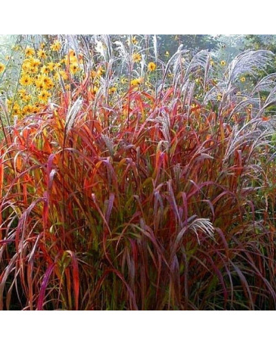 Міскантус китайський `Королева Інгрід` | Miscanthus sinensis `Dronning Ingrid` | Мискантус китайский `Королева Ингрид`