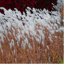 Міскантус китайський `Королева Інгрід` | Miscanthus sinensis `Dronning Ingrid` | Мискантус китайский `Королева Ингрид`