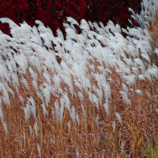 Міскантус китайський `Королева Інгрід` | Miscanthus sinensis `Dronning Ingrid` | Мискантус китайский `Королева Ингрид`