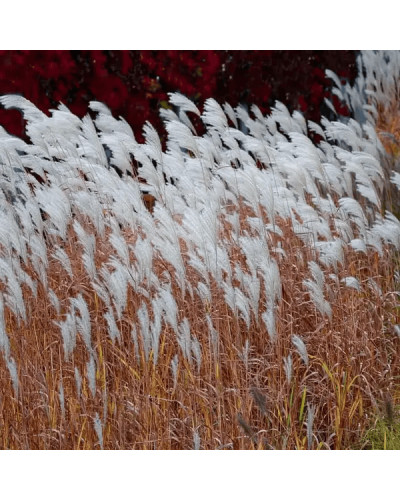 Міскантус китайський `Королева Інгрід` | Miscanthus sinensis `Dronning Ingrid` | Мискантус китайский `Королева Ингрид`