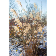 Міскантус китайський `Королева Інгрід` | Miscanthus sinensis `Dronning Ingrid` | Мискантус китайский `Королева Ингрид`