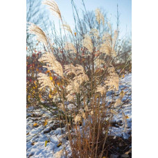 Міскантус китайський `Королева Інгрід` | Miscanthus sinensis `Dronning Ingrid` | Мискантус китайский `Королева Ингрид`