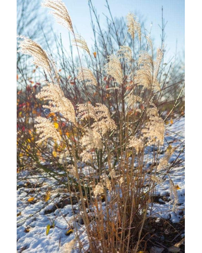 Міскантус китайський `Королева Інгрід` | Miscanthus sinensis `Dronning Ingrid` | Мискантус китайский `Королева Ингрид`