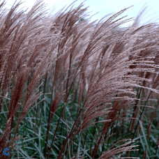 Міскантус китайський `Королева Інгрід` | Miscanthus sinensis `Dronning Ingrid` | Мискантус китайский `Королева Ингрид`