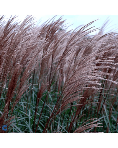 Міскантус китайський `Королева Інгрід` | Miscanthus sinensis `Dronning Ingrid` | Мискантус китайский `Королева Ингрид`