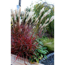 Міскантус китайський `Королева Інгрід` | Miscanthus sinensis `Dronning Ingrid` | Мискантус китайский `Королева Ингрид`
