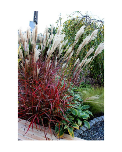 Міскантус китайський `Королева Інгрід` | Miscanthus sinensis `Dronning Ingrid` | Мискантус китайский `Королева Ингрид`