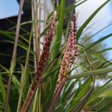 Міскантус китайський `Королева Інгрід` | Miscanthus sinensis `Dronning Ingrid` | Мискантус китайский `Королева Ингрид`