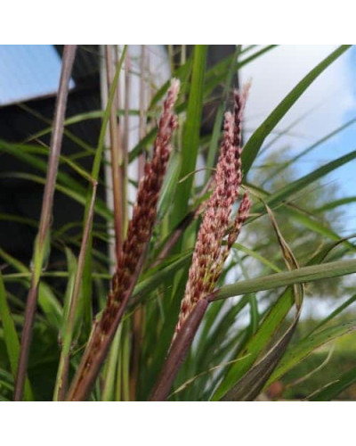 Міскантус китайський `Королева Інгрід` | Miscanthus sinensis `Dronning Ingrid` | Мискантус китайский `Королева Ингрид`
