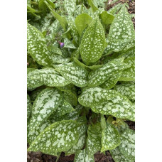 Медуниця цукрова / плямиста ‘Варієгата’|Pulmonaria saccharata ‘Variegata’|Медуница сахарная / пятнистая ‘Вариегата’