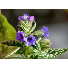 Медуниця цукрова / плямиста ‘Варієгата’|Pulmonaria saccharata ‘Variegata’|Медуница сахарная / пятнистая ‘Вариегата’