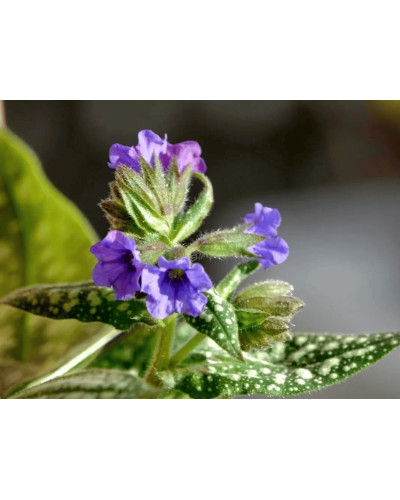 Медуниця цукрова / плямиста ‘Варієгата’|Pulmonaria saccharata ‘Variegata’|Медуница сахарная / пятнистая ‘Вариегата’