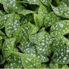 Медуниця цукрова / плямиста ‘Варієгата’|Pulmonaria saccharata ‘Variegata’|Медуница сахарная / пятнистая ‘Вариегата’