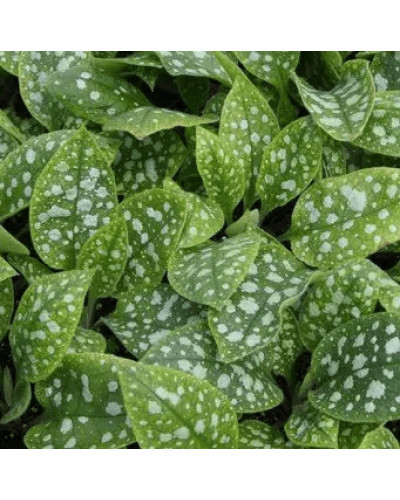 Медуниця цукрова / плямиста ‘Варієгата’|Pulmonaria saccharata ‘Variegata’|Медуница сахарная / пятнистая ‘Вариегата’