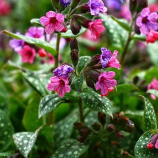 Медуниця цукрова / плямиста ‘Варієгата’|Pulmonaria saccharata ‘Variegata’|Медуница сахарная / пятнистая ‘Вариегата’
